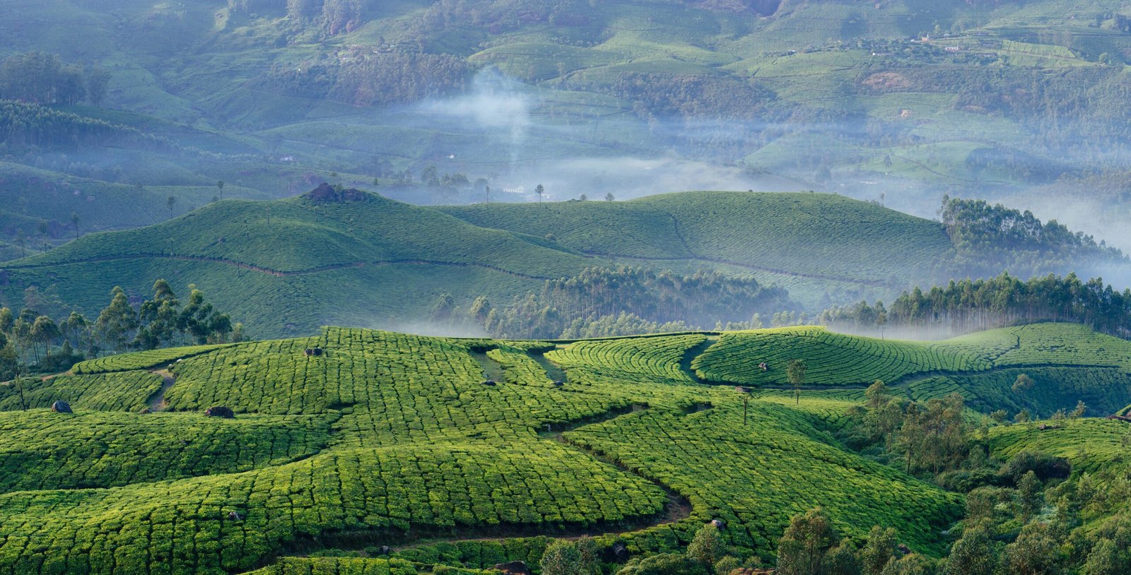 Tea plantations