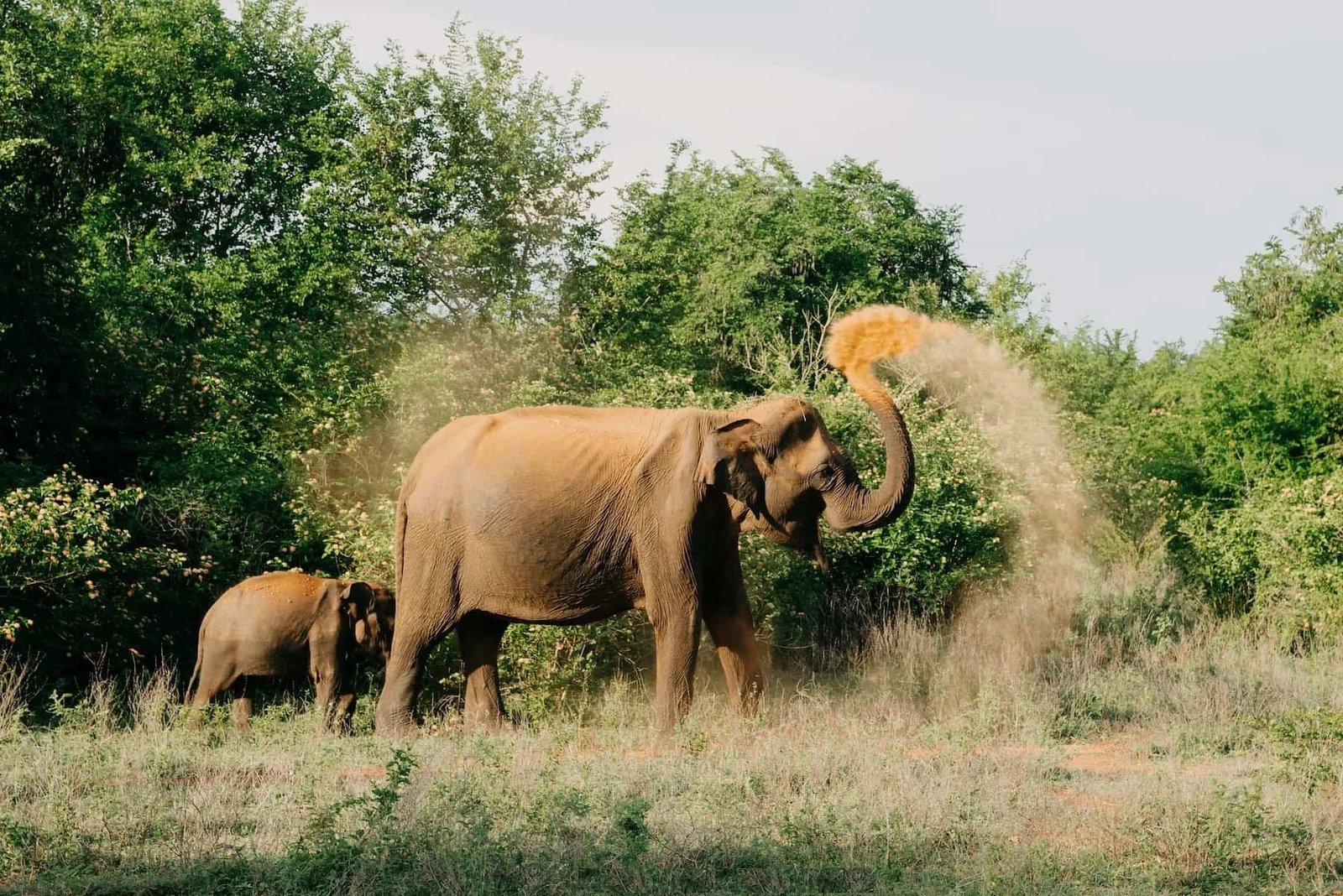 Family travel experience in Sri Lanka